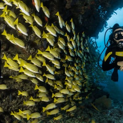 Red Sea Pro