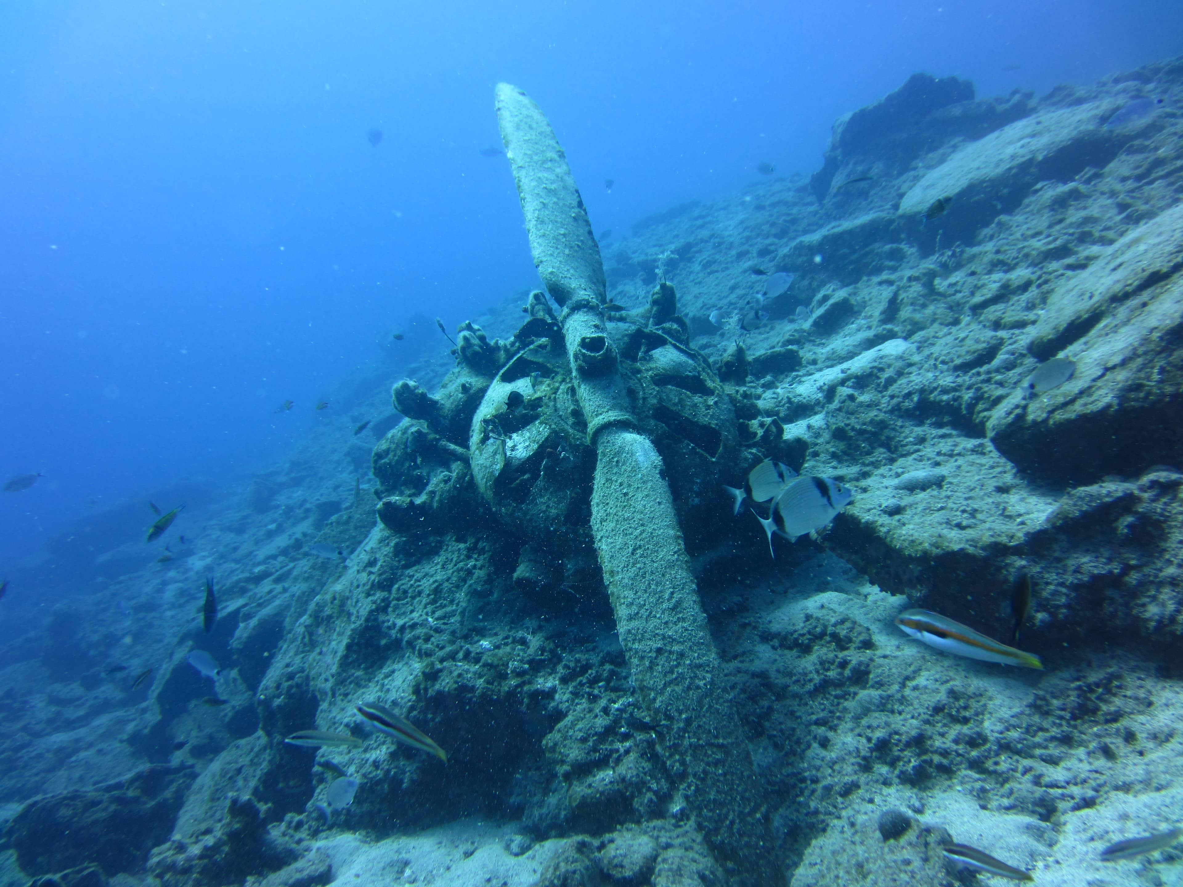 Blue Dolphin Diving Center cover photo
